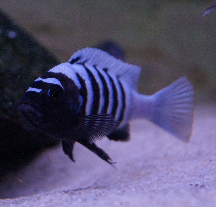 Cynotilapia sp. chinyankwazi