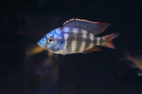 Placidochromis johnstoni solo