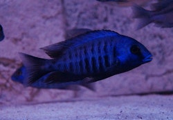 Protomelas annectens