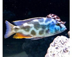 Nimbochromis livingstonii