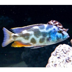 Nimbochromis livingstonii