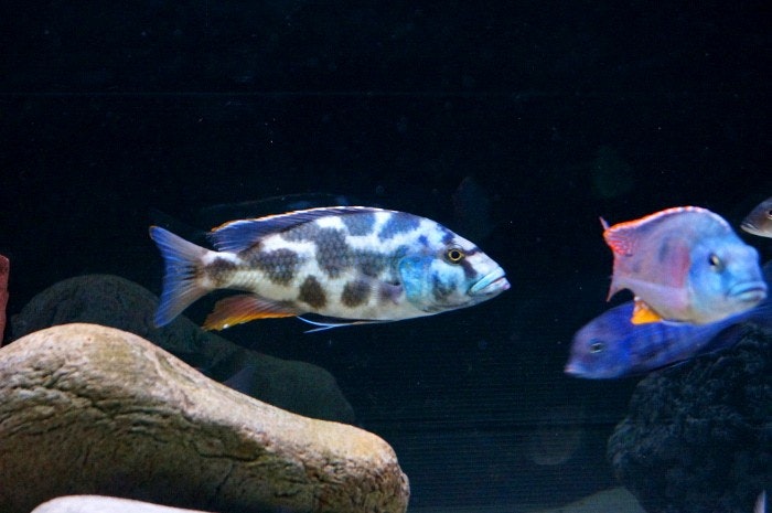 Nimbochromis livingstonii