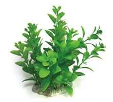 Plastväxt Bacopa grön 13 cm