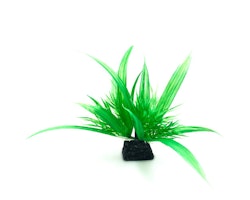 Plastväxt Helanthium 10 cm