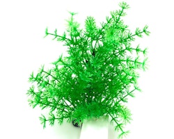 Plastväxt Hottonia grön 19 cm