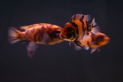 Metriaclima Estherae "OB" (orange blotched)