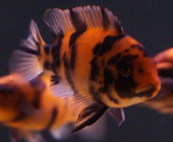 Metriaclima Estherae "OB" (orange blotched)