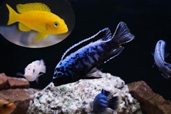 Metriaclima msobo magunga