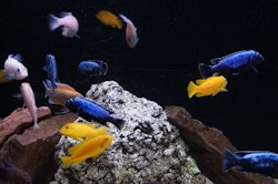 Metriaclima msobo magunga