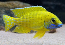 Aulonocara baenschi benga