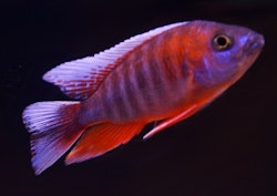 Aulonocara eureka