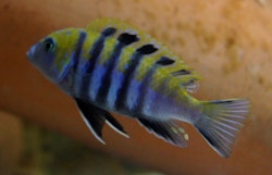 Cynotilapia afra Cobue