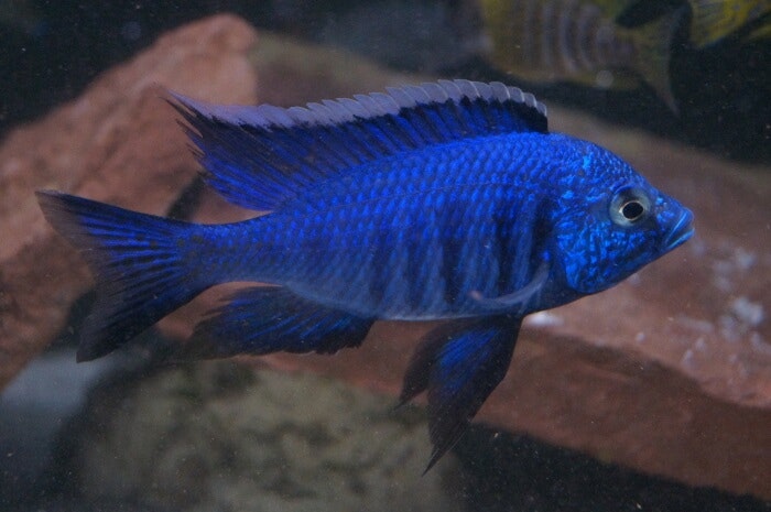 Copadichromis azureus mbenji