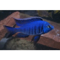 Copadichromis azureus mbenji