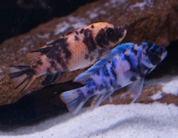Metriaclima zebra big blotch