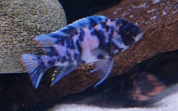 Metriaclima zebra big blotch