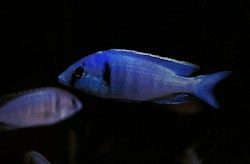 Placidochromis Electra