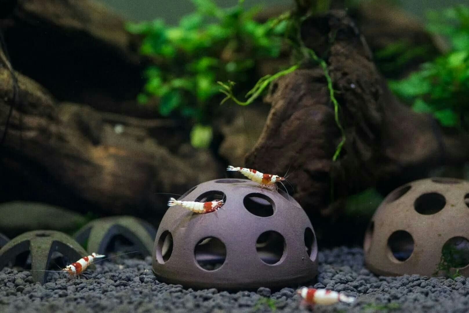 Räkgrotta - Kupol 6 cm