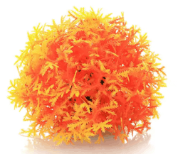 Mossboll Orange Liten - Taxiphyllum Barbieri