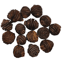 African Pine pod