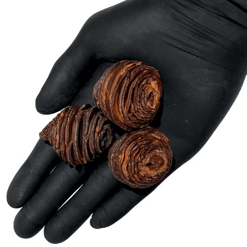 African Pine pod