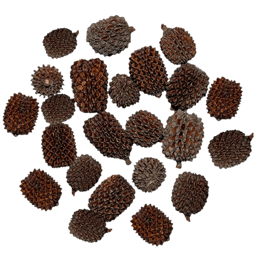 Stor Casuarina pod