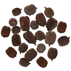 Stor Casuarina pod