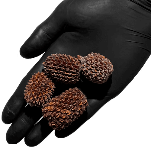 Stor Casuarina pod