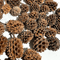 Små Casuarina pod