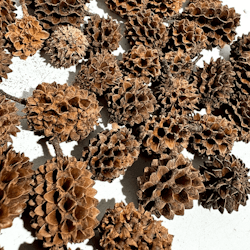 Små Casuarina pod