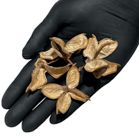Cotton pod