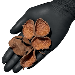 Land Lotus Petals pod