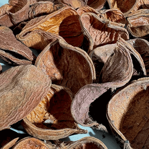 Land Lotus Petals pod