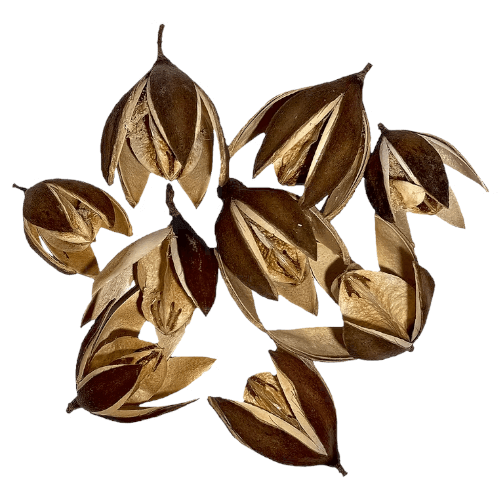Lily Flower pod