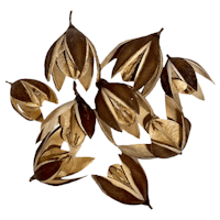 Lily Flower pod