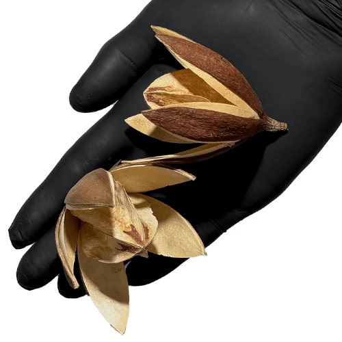 Lily Flower pod