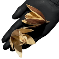Lily Flower pod
