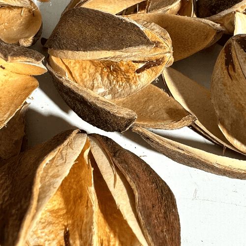 Lily Flower pod