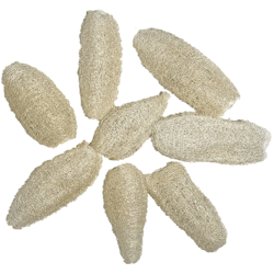 Luffa Sponge pod