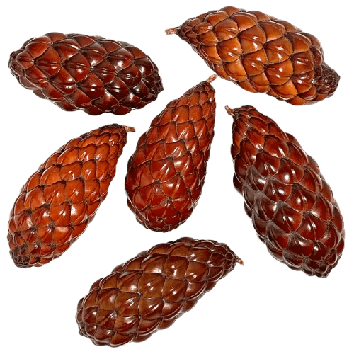 Raphia pod