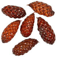 Raphia pod