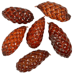 Raphia pod
