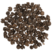 Wallichii pod