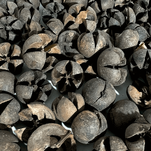Wallichii pod