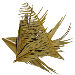Cyca leaves