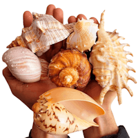 Shell Shelter XL