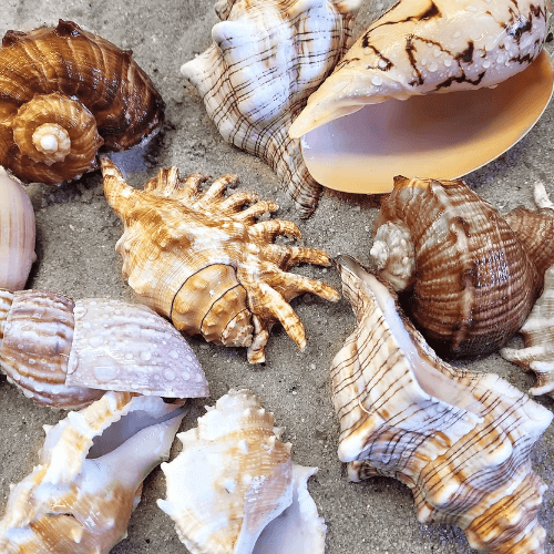 Shell Shelter XL