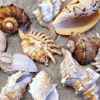 Shell Shelter XL