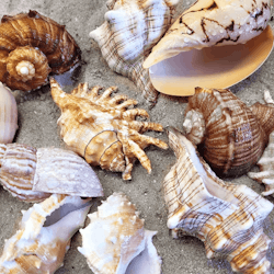 Shell Shelter XL