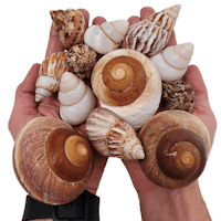 Shell Shelter M
